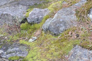 moss rocks-3