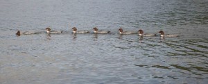 papineau late ducks