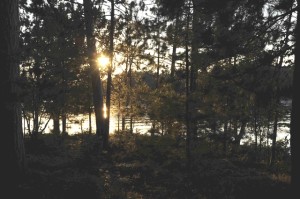 papineau late sun through trees